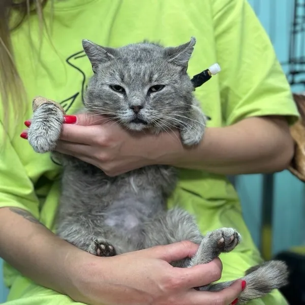 Описание изображения