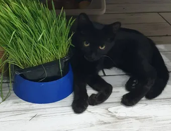 Котёнок Чупик нуждается в нашей помощи: для спасения его лапки требуется операция