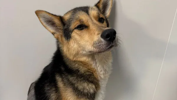 Описание изображения