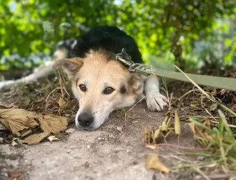 Собака Ника ищет новый дом и любящую семью после трагических событий