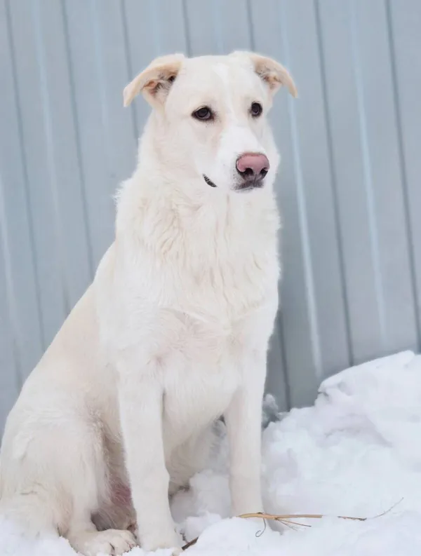 Описание изображения