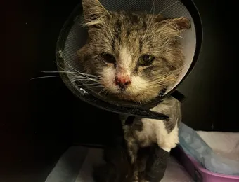Больному котику Нурику нужно лечение, пожалуйста, помогите