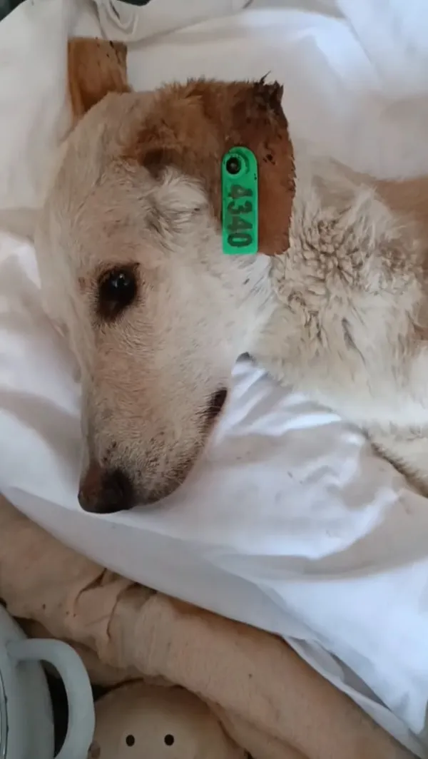 Описание изображения