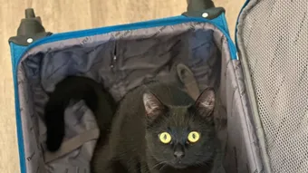 Особенная кошечка Буся борется с болезнью, ей важна ваша помощь!