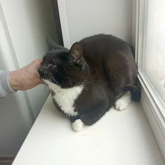 Диана была найдена на чердаке с поражением глаз — поможем ей!