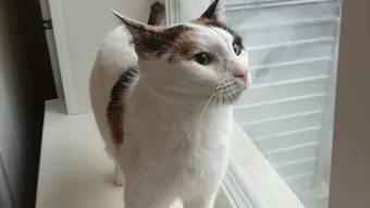 Агуше 13 лет, но она остается игривой кошкой. Помогите ей!