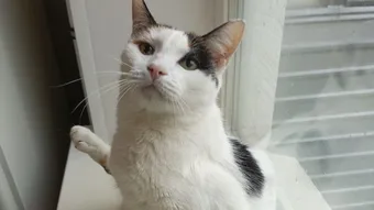 Агуше 13 лет, но она остается игривой кошкой. Помогите ей!