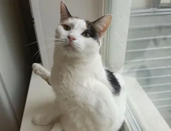 Агуше 13 лет, но она остается игривой кошкой. Помогите ей!