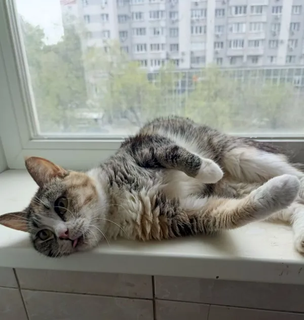 Описание изображения