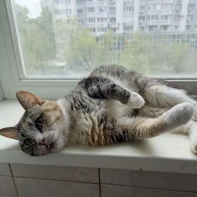 Обложка сбора